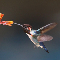 Bee Hummingbird